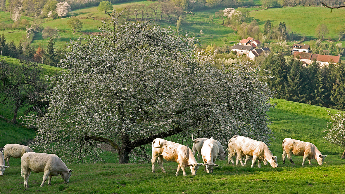 Troupeau de charolaise en herbage sur le plateau du Morvan : tourisme en Bourgogne